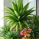 Indoor and outdoor plants showcase at Al Zahra Blooms